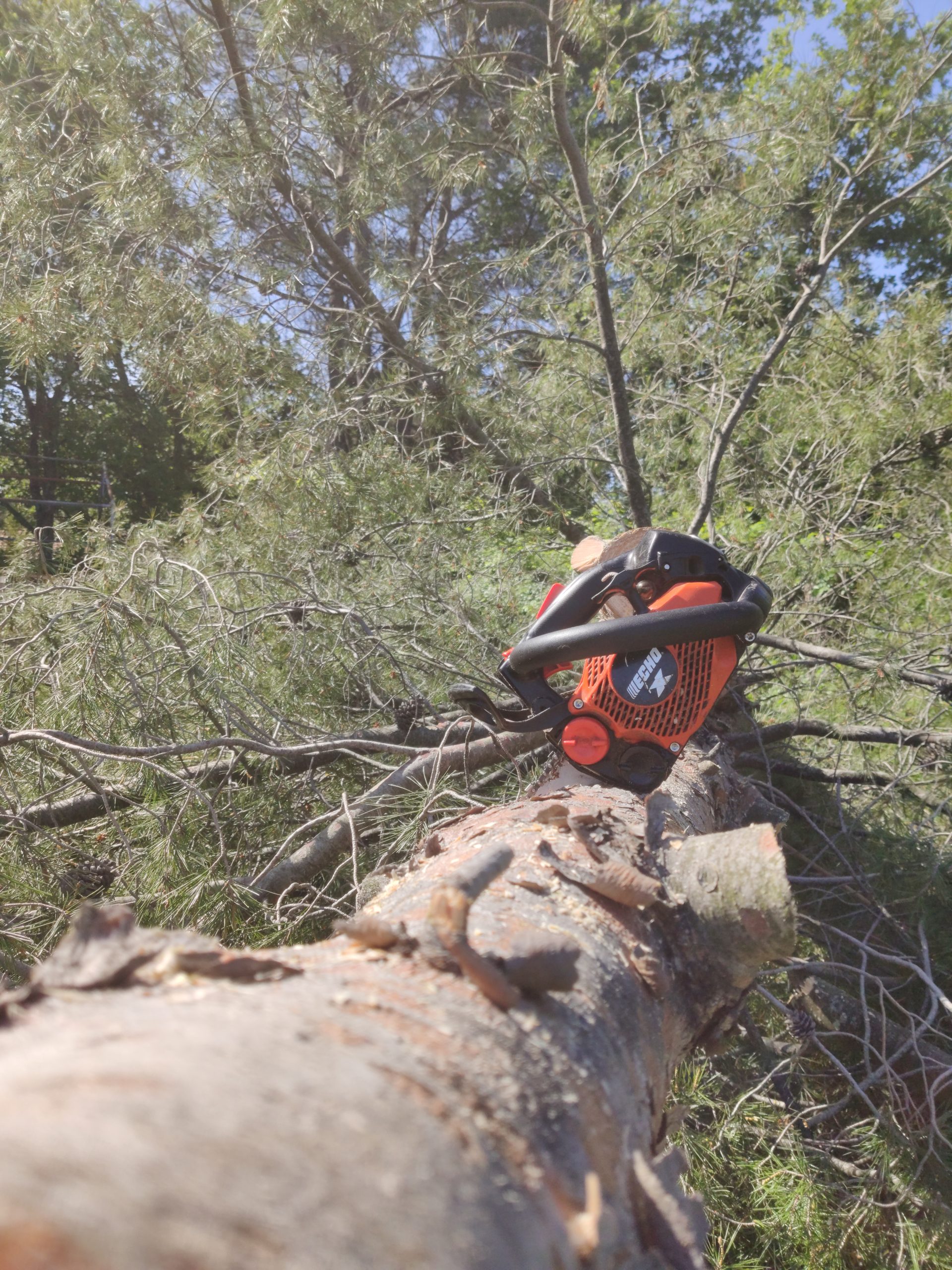 Pin couché au sol avec une tronçonneuse plantée dans le tronc, capturant le processus d'abattage d'arbre réalisé par un paysagiste .