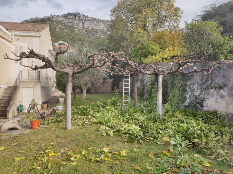 Mûrier platane taillé, illustrant le savoir-faire d'un paysagiste dans l'entretien et la taille d'arbres pour un jardin structuré et esthétique.