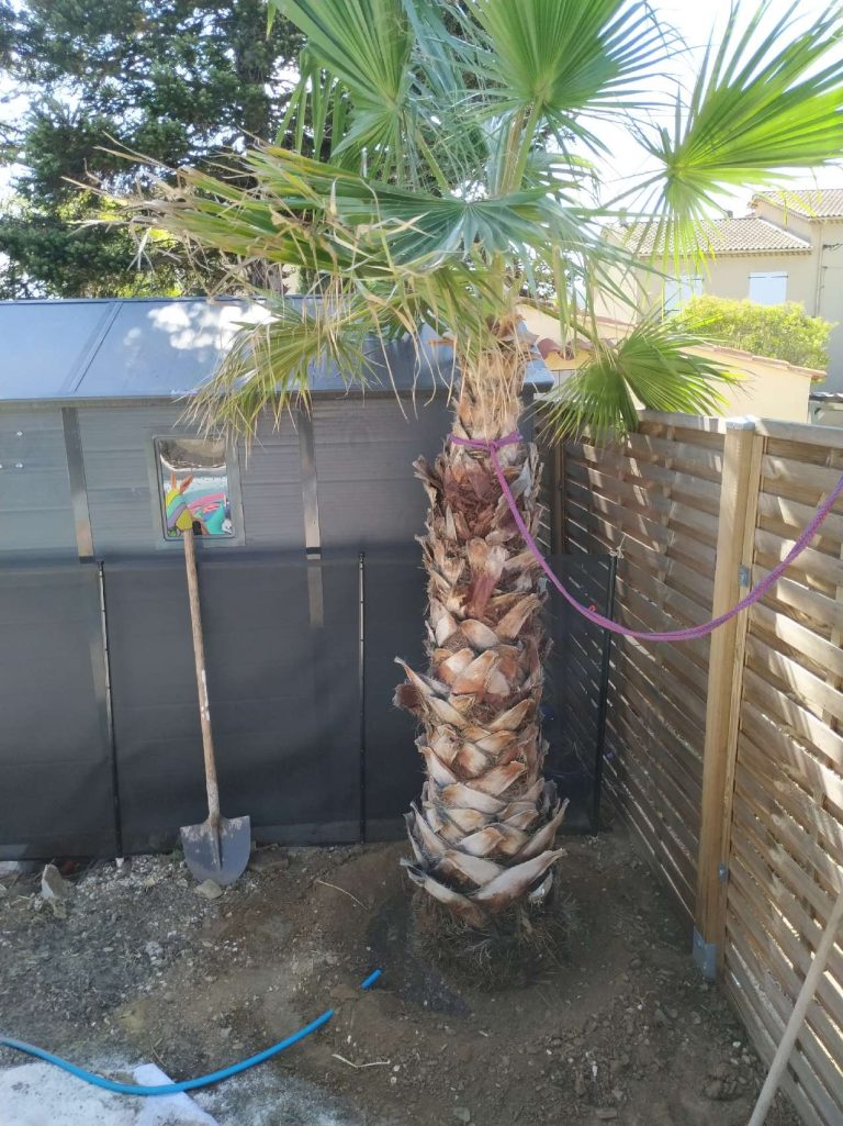 Palmier planté dans un jardin, illustrant l'expertise d'un paysagiste dans la plantation d'arbres adaptés au climat méditerranéen.