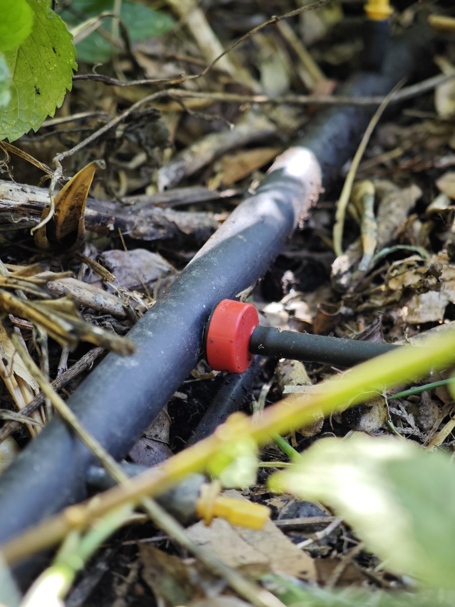 arrosage goutte à goutte pour les plantes dans le Var, offrant une solution écologique et précise pour l'arrosage des jardins. A la crau près de Toulon