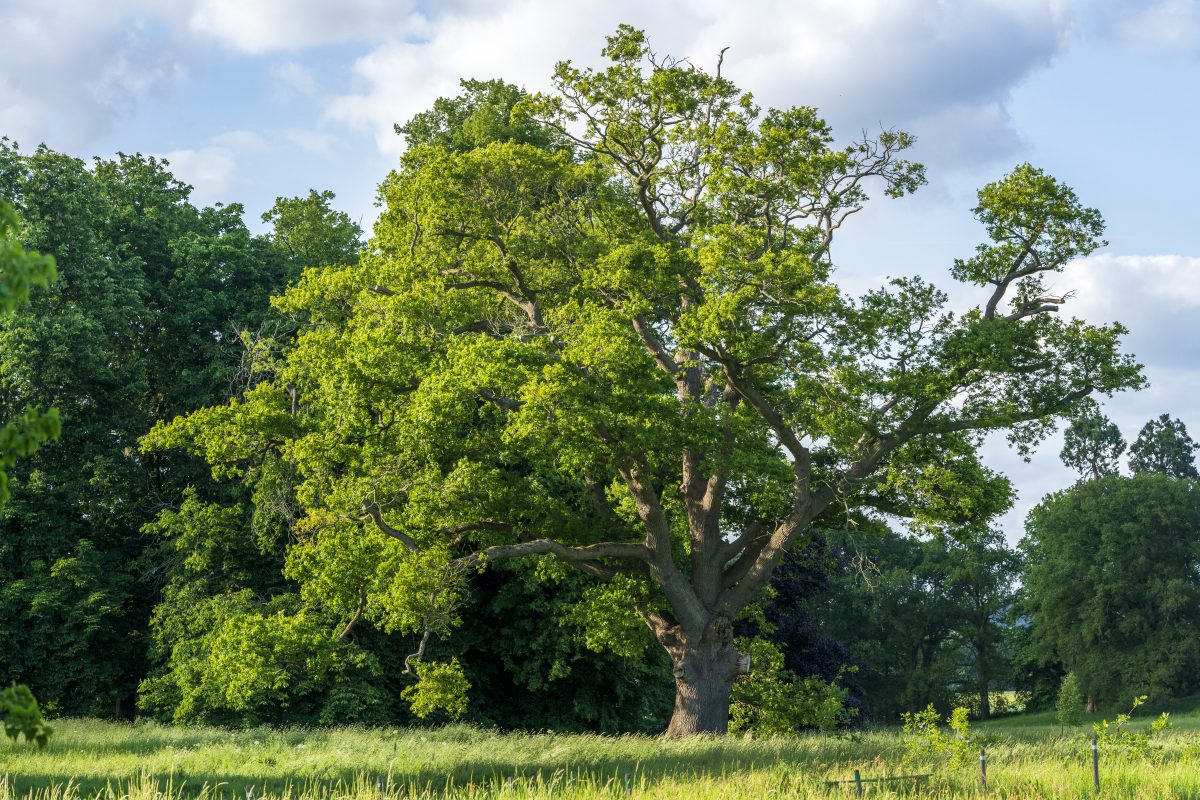 Gestion professionnelle d’un arbre pour la sécurité du jardin