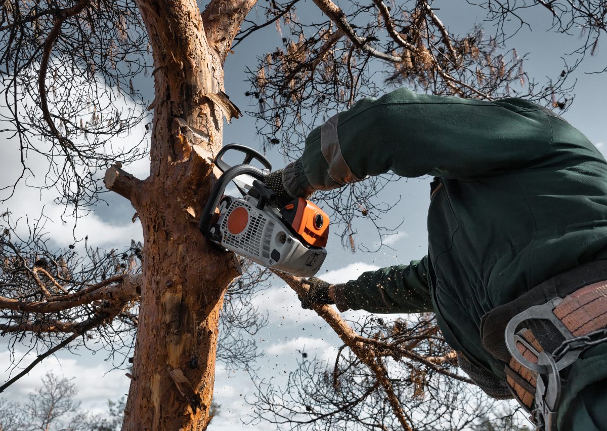 Elagage toulon, arboriste grimpeur taillant une branche de pin d'alep, tronconneuse stihl, Var 83