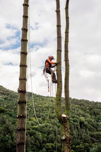 Abattage d’un arbre effectué avec des techniques sécurisées