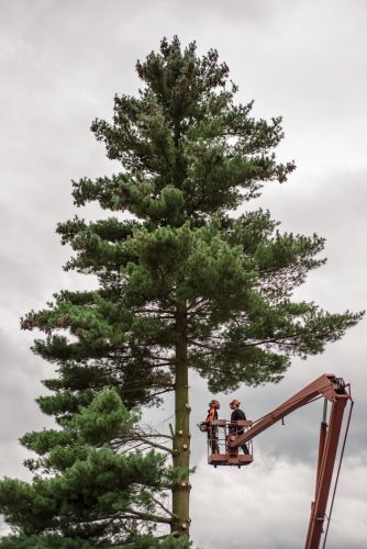 Élagage d’un arbre respectant sa structure et sa santé