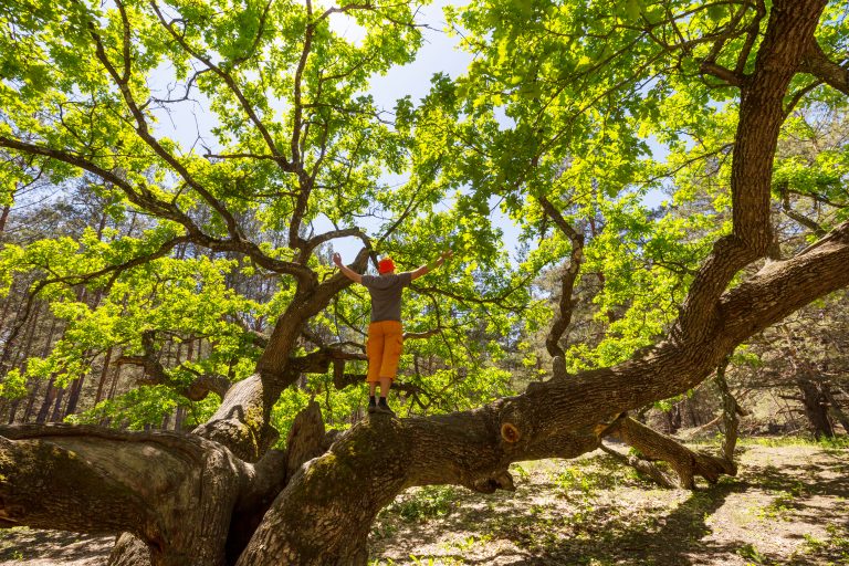 elagage la Crau, taille douce d'un chêne, elagueur équipé avec tronçonneuse stihl