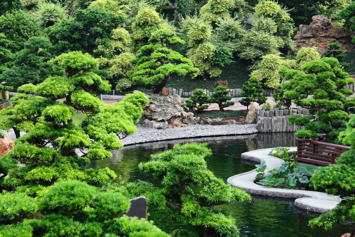 Paysagiste, jardinier, jardin japonais avec bonsai et rivière naturelle.mur en pierre seche