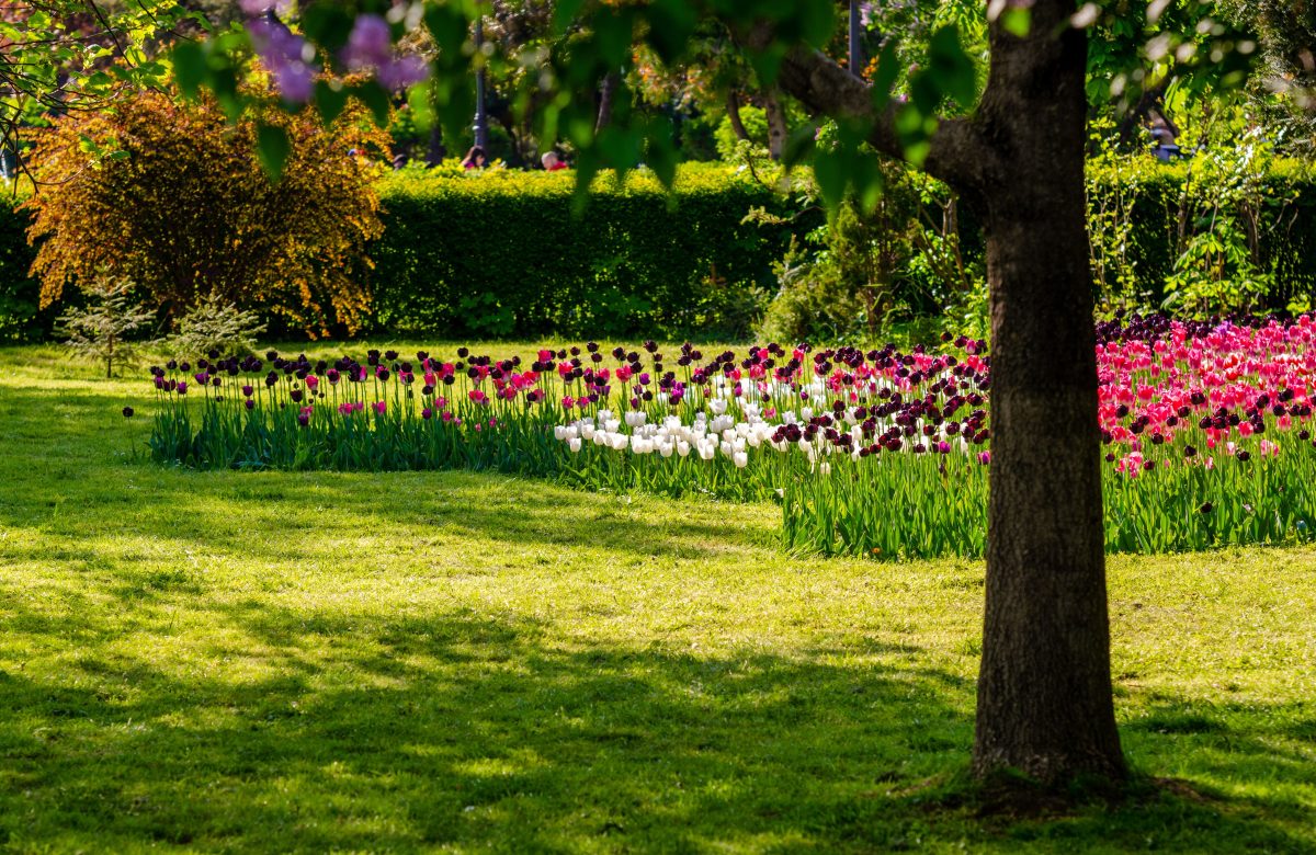 Tulipes colorées et arbres dans un jardin botanique, représentant le travail minutieux d'un paysagiste à La Crau, près de Toulon, soucieux de l'harmonie entre la flore et l'aménagement paysager.