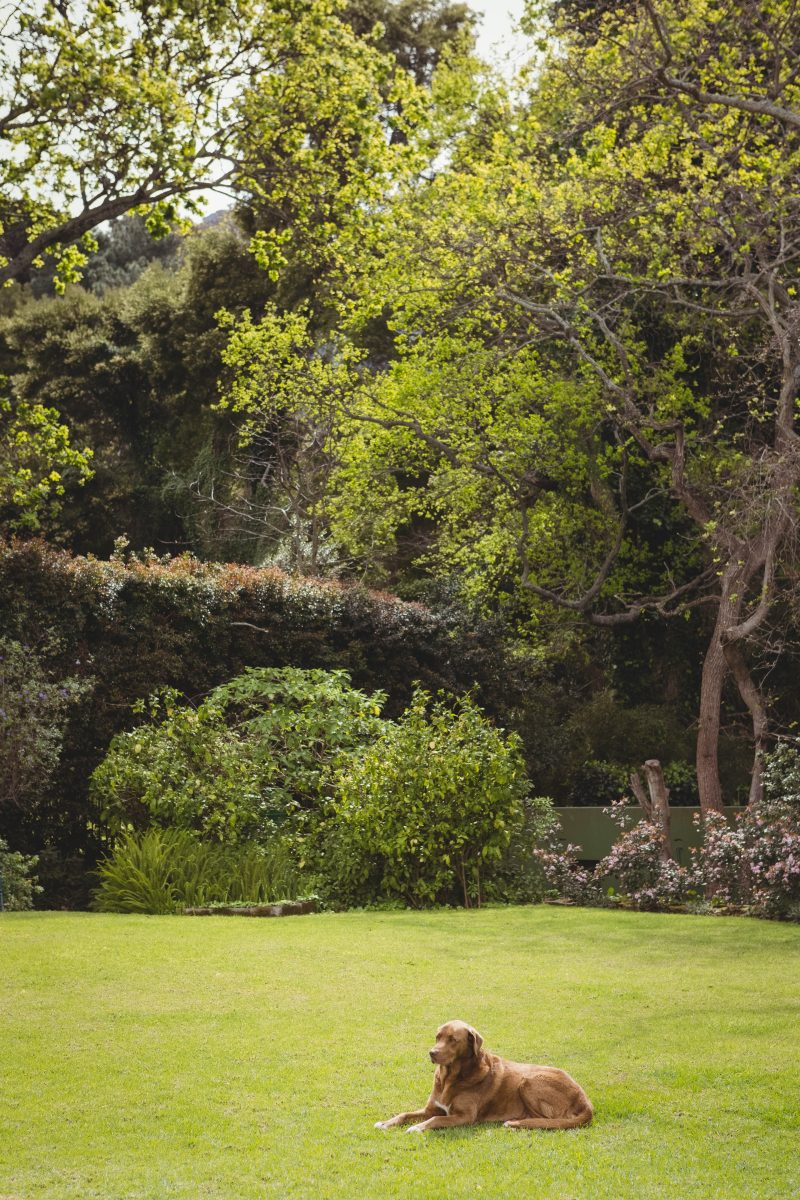 Chien assis sur une pelouse dans un jardin à Toulon, Var, aménagé par un paysagiste pour offrir un espace vert harmonieux et fonctionnel.