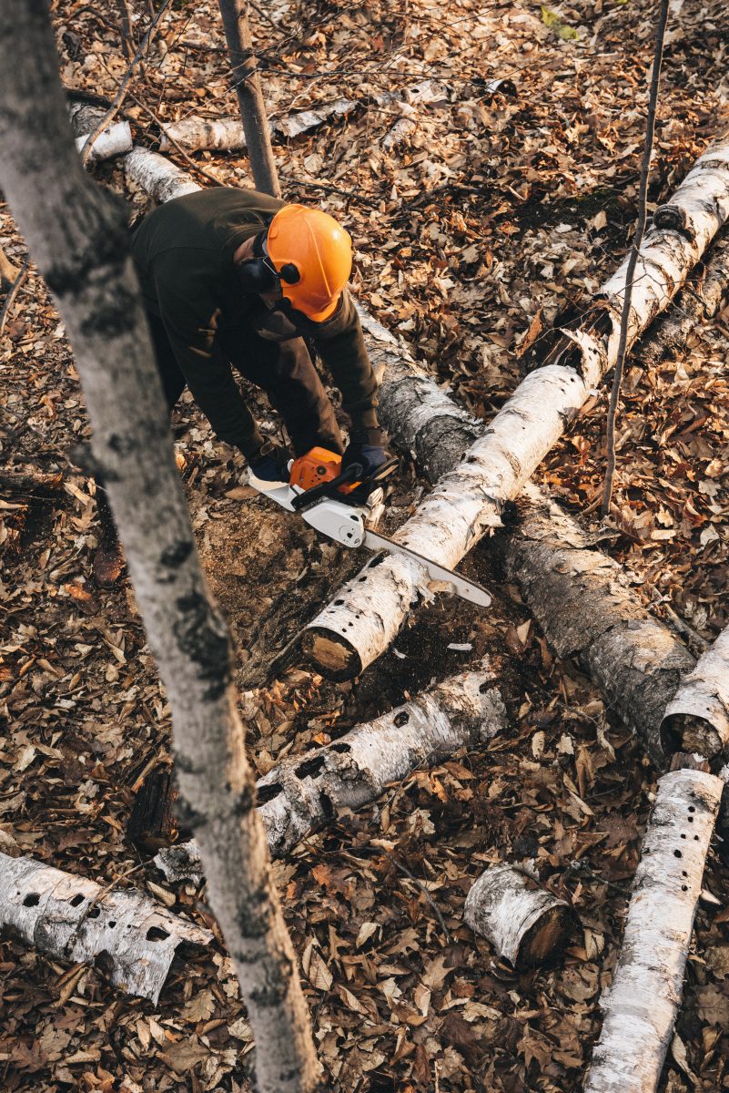 Intervention d’abattage d’arbre en hauteur avec matériel adapté