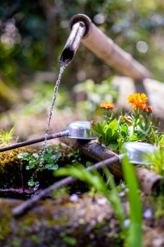Arrosage goutte à goutte apportant l’eau directement aux racines