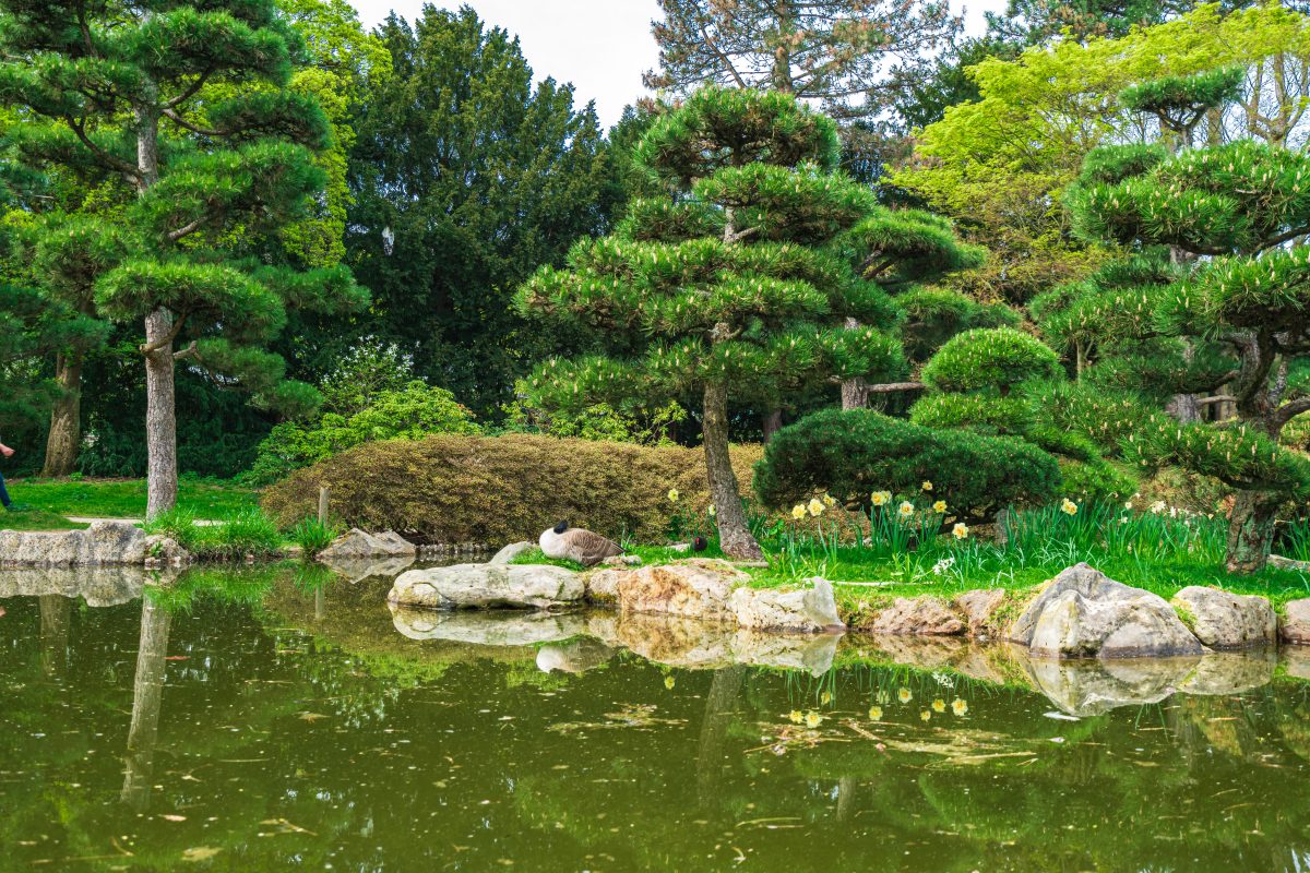 Paysagiste, jardinier, jardin japonais, design et contemporain paysagé avec un bassin magnifique,