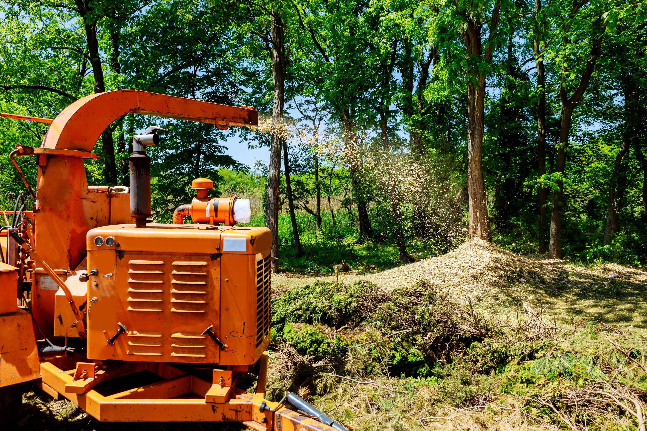 Broyeur éjectant des copeaux de bois, utilisé par un paysagiste pour recycler les branches coupées lors des travaux d'abattage et d'élagage.