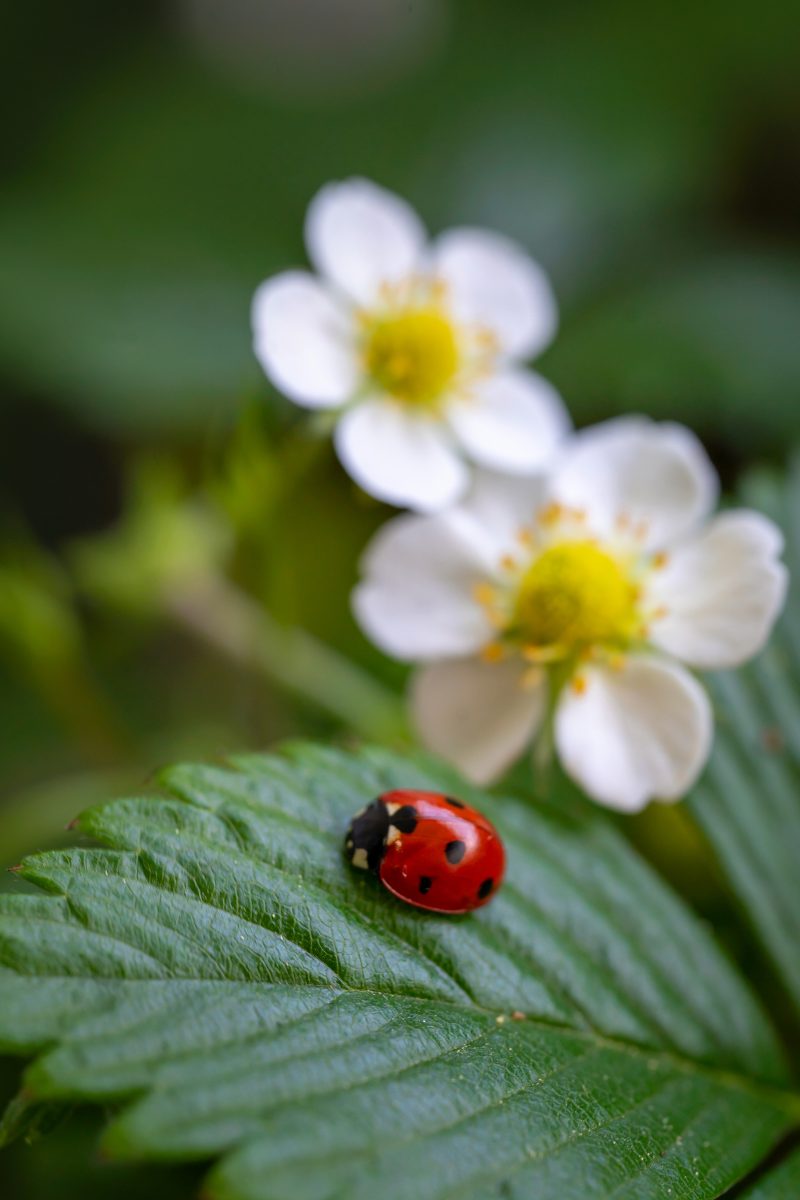 Coccinelle sur une fleur de fraisier dans un jardin entretenu à Toulon, Var, montrant l'attention portée à la santé des plantes dans le cadre des services d'entretien de jardin.