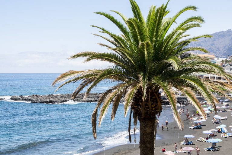 Paysagiste Hyères, palmier avec vue sur la mer, création et entretien de jardin à hyères dans le var 83