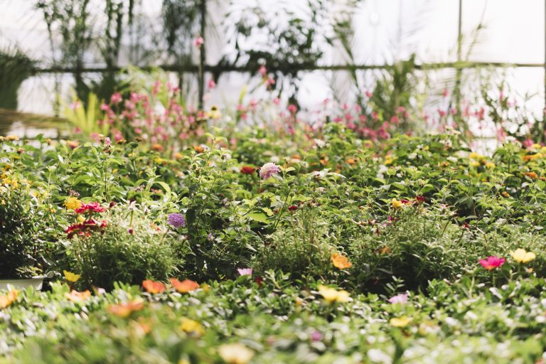 entretien jardin la crau fleurs de prairie, très colorée