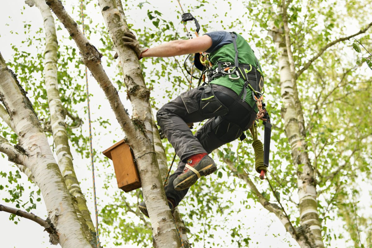 Elagage toulon, elagueur ou arboriste grimpeur montant dans un arbre pour une taille douce à Toulon dans le var 83