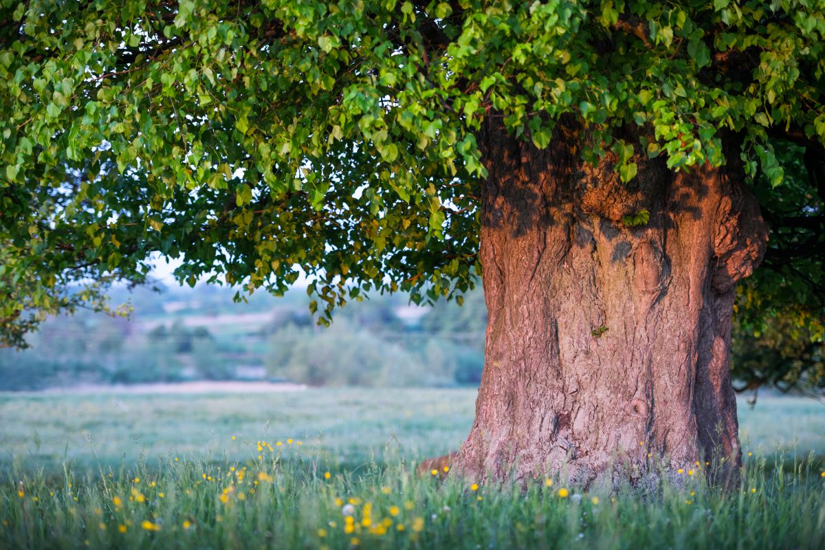 Arbre intégré harmonieusement dans un espace extérieur