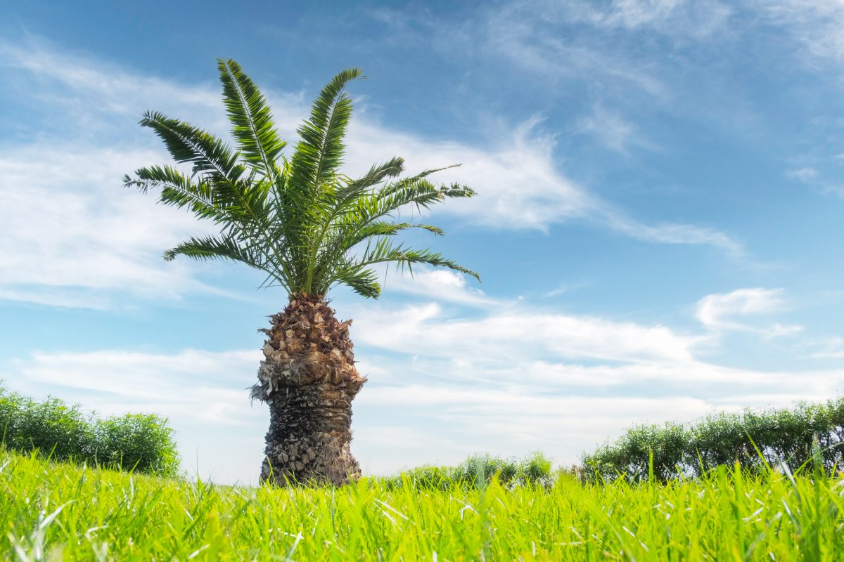 Elagage Hyeres, palmier variété phoenix canariensis, dans une pelouse verte à hyères dans le var 83