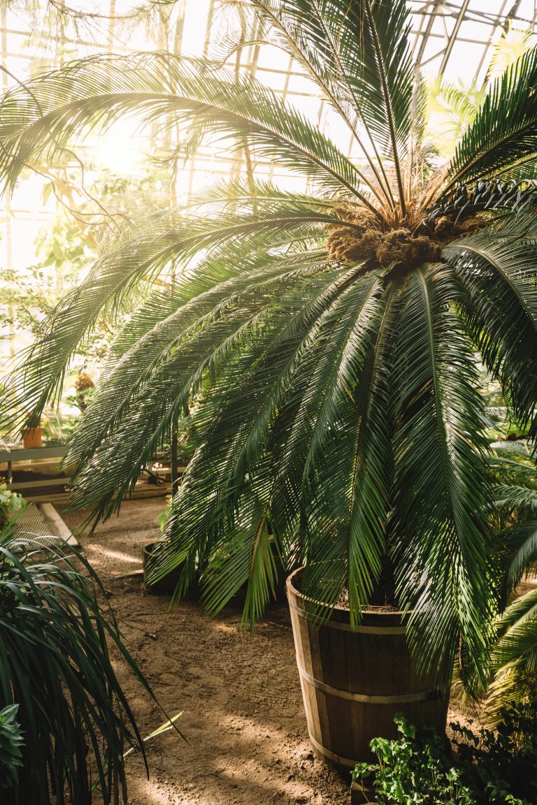Paysagiste Hyères, jardinier, création de jardin, entretien de jardin, à hyères dans le var, cyca et palmiers dans un jardin paysagé design et contemporain
