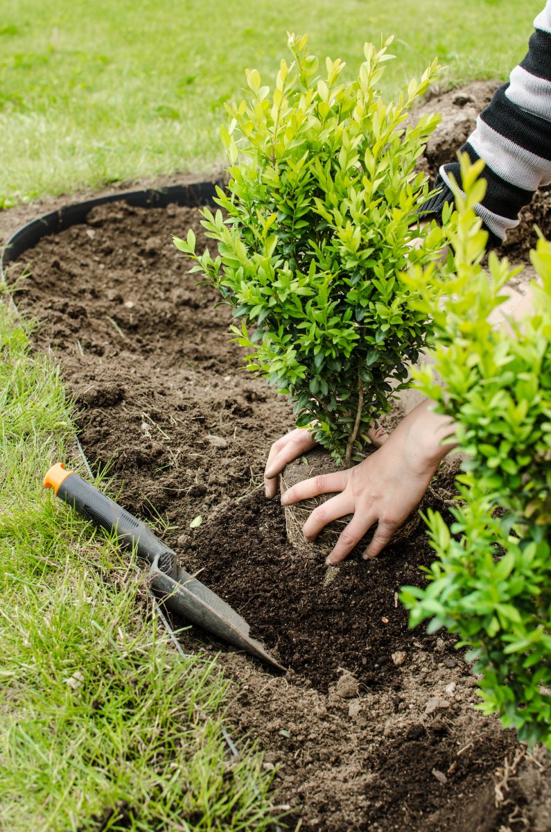 Plantation printanière réalisée dans un jardin à Toulon, Var, illustrant les services d’entretien de jardin pour un aménagement coloré et vivant.