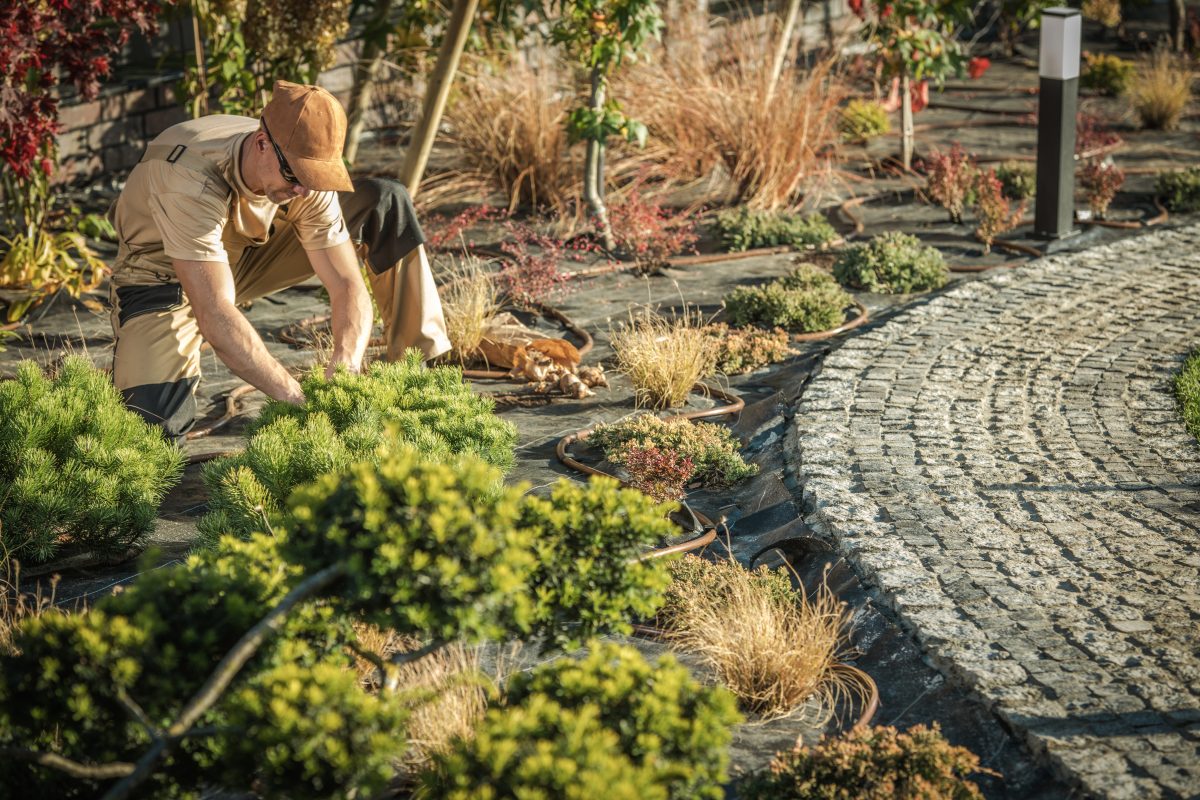 Paysagiste observant l’état des végétaux avant intervention dans un jardin