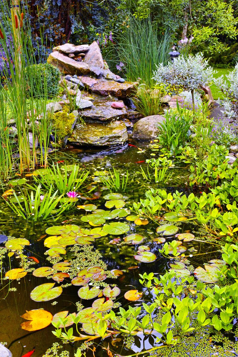 Étang dans un jardin à Toulon, Var, réalisé par un paysagiste, offrant un élément d'eau naturel et relaxant dans la création d'un jardin paysager.