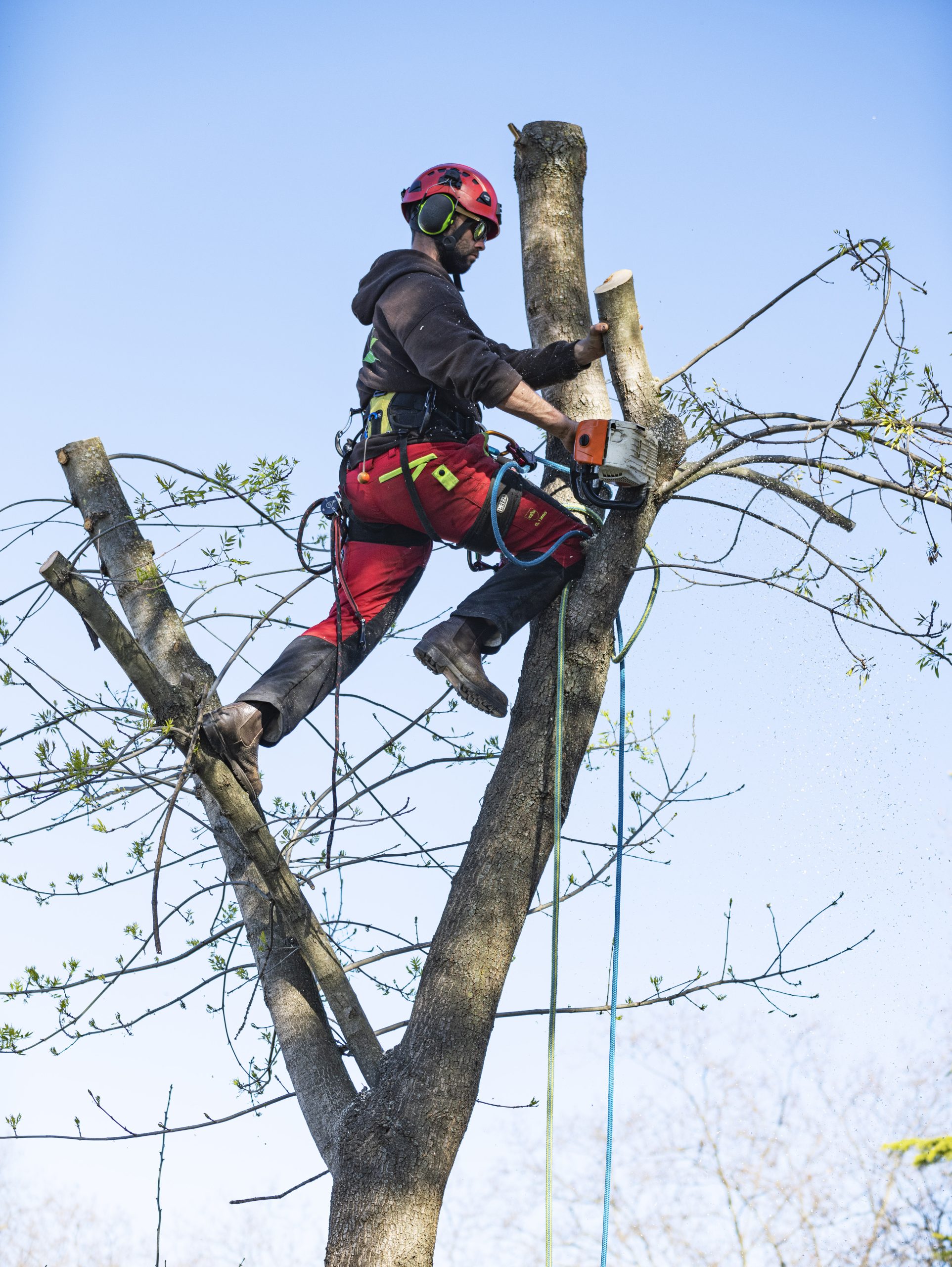 Professionnel en train de tailler un arbre , dans le cadre de services d'élagage et d'entretien des espaces verts.