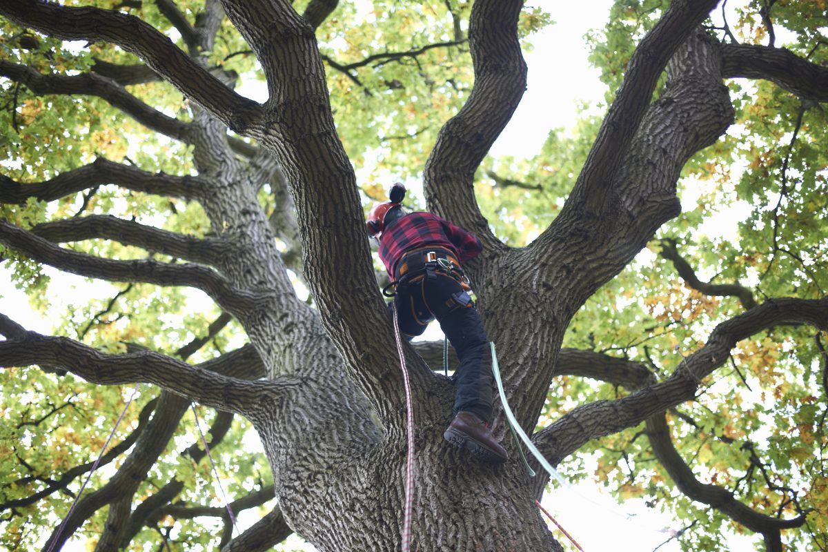 Alt text : Arbre après une taille raisonnée favorisant son équilibre et sa longévité