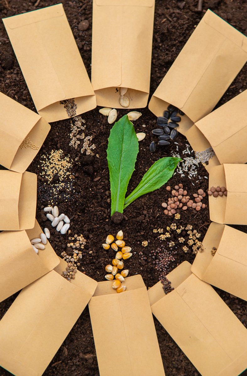 Jeunes plants en germination bénéficiant d’un arrosage goutte à goutte, assurant un entretien délicat et adapté à leur croissance.