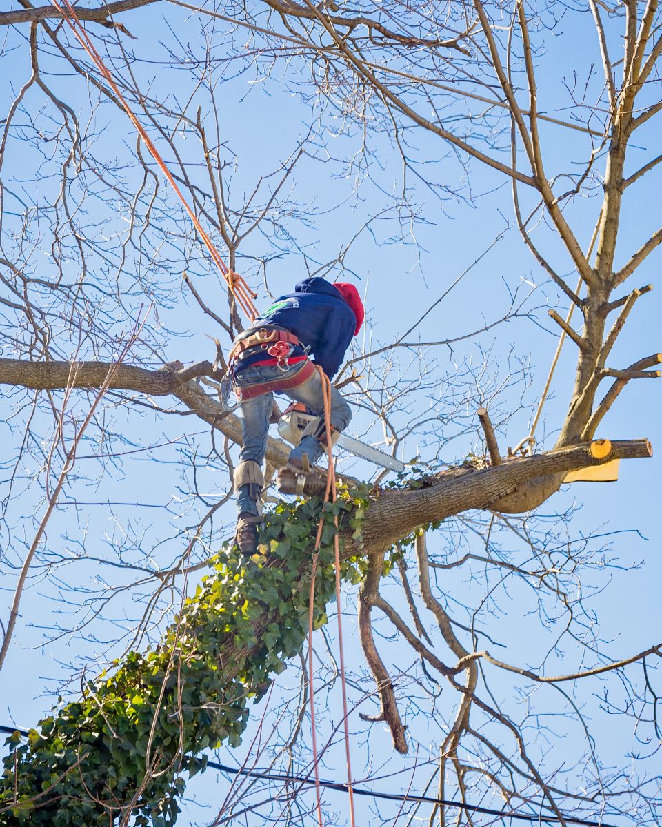 Abattage direct d’un arbre réalisé dans un espace sécurisé