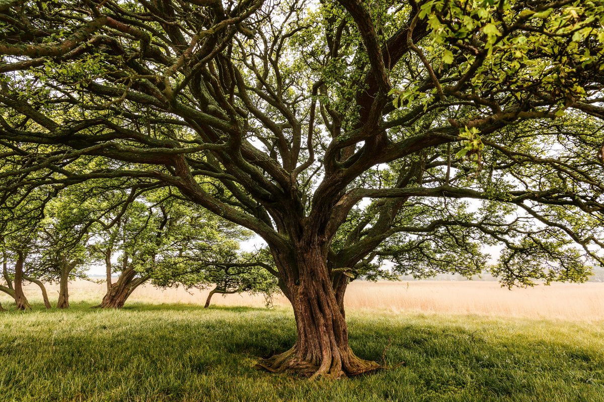 Taille raisonnée d’un arbre respectant sa croissance naturelle