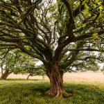 Taille raisonnée d’un arbre respectant sa croissance naturelle