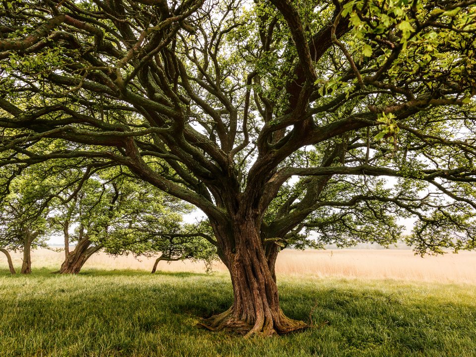Taille raisonnée d’un arbre respectant sa croissance naturelle