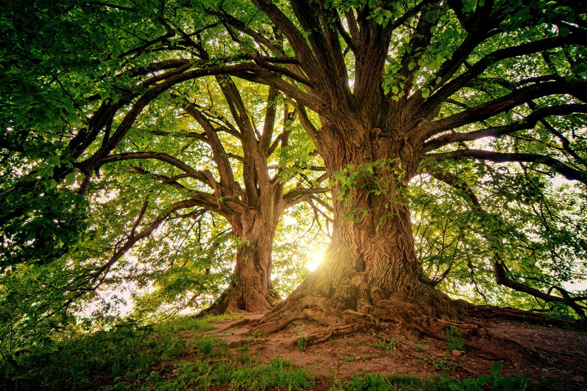 Arbre mature apportant ombre et structure dans un jardin
