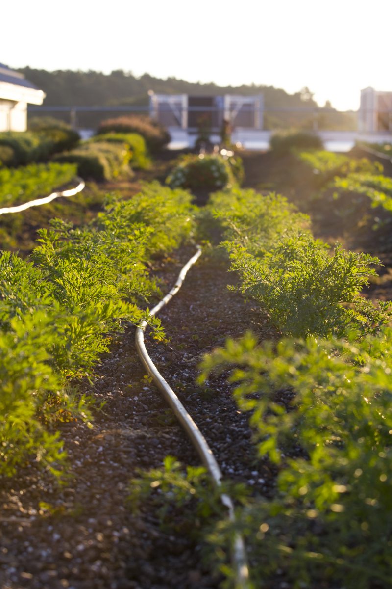 Système d’arrosage automatique goutte-à-goutte dans un potager bio, assurant une irrigation régulière des légumes.