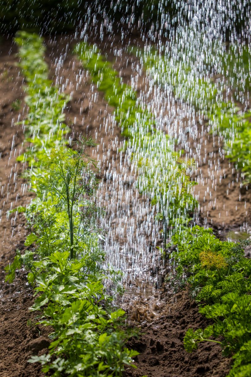 Arrosage automatique d’un terrain cultivé au lever du jour, assurant une irrigation optimale et économique.