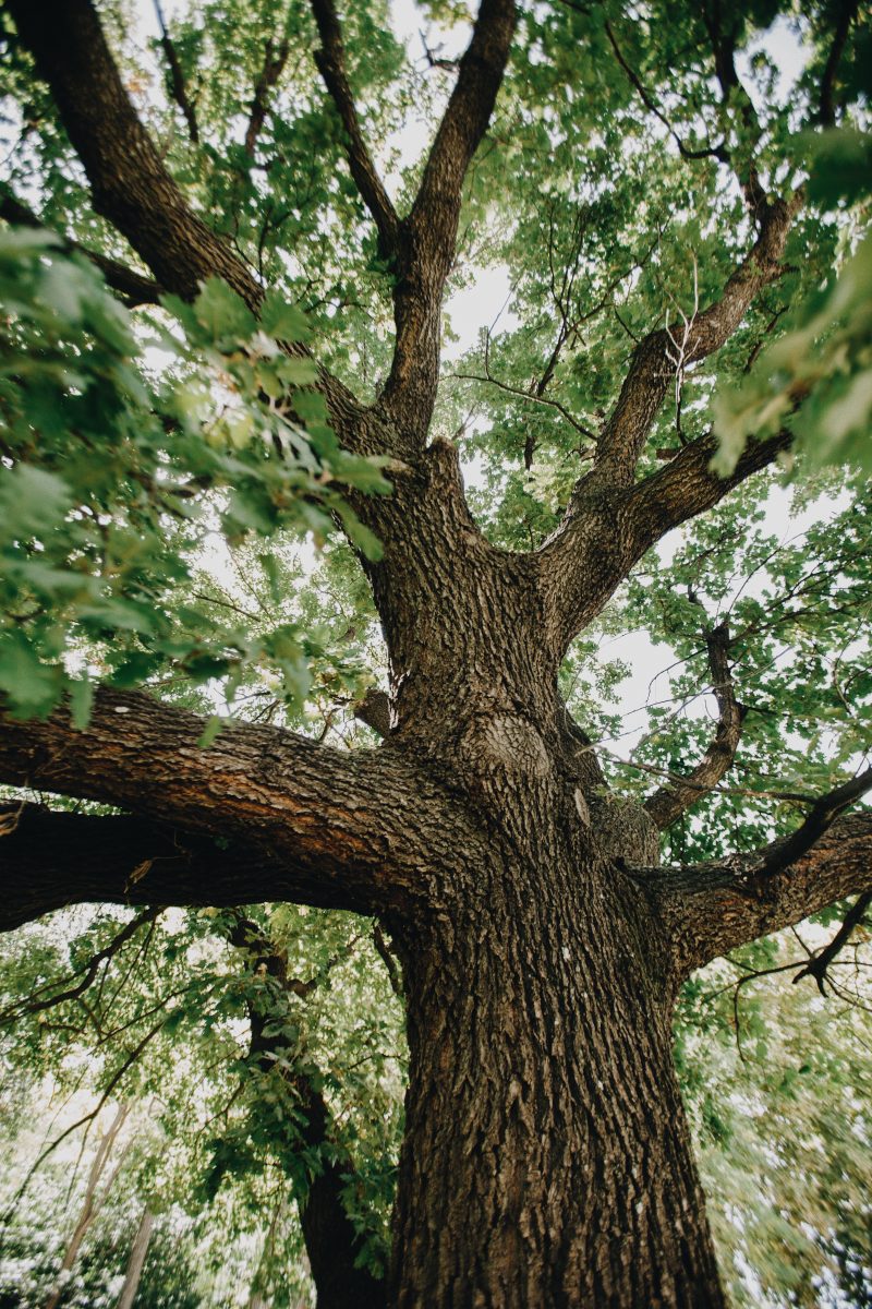 Diagnostic réalisé sur un arbre avant décision d’abattage