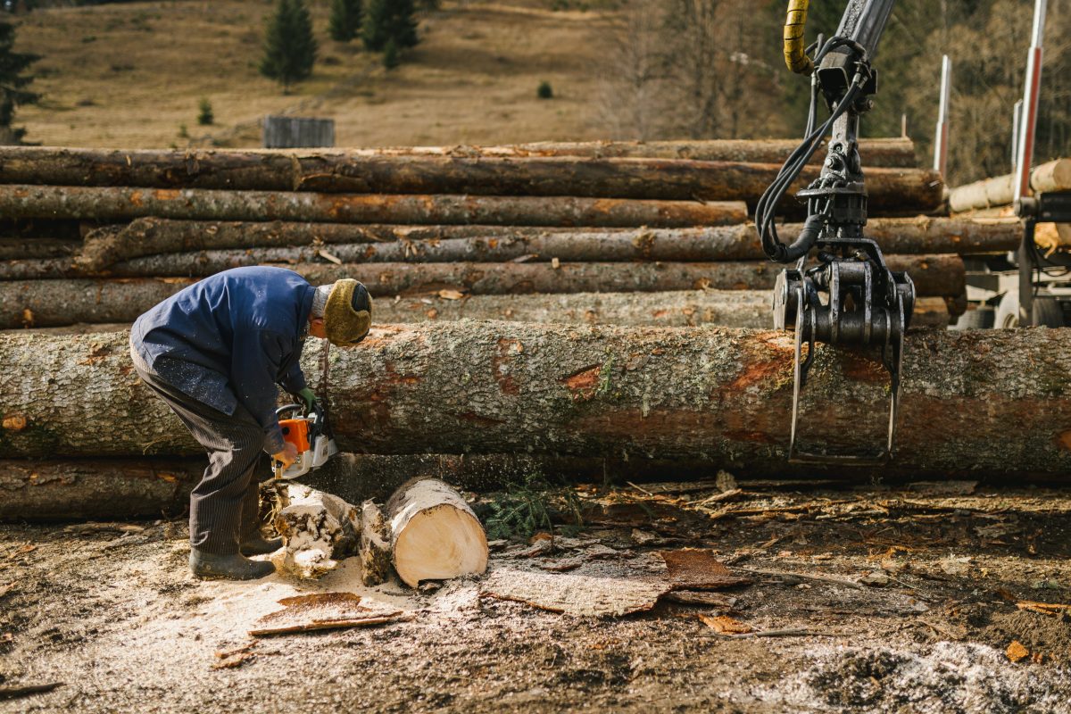 Zone extérieure sécurisée après abattage d’un arbre