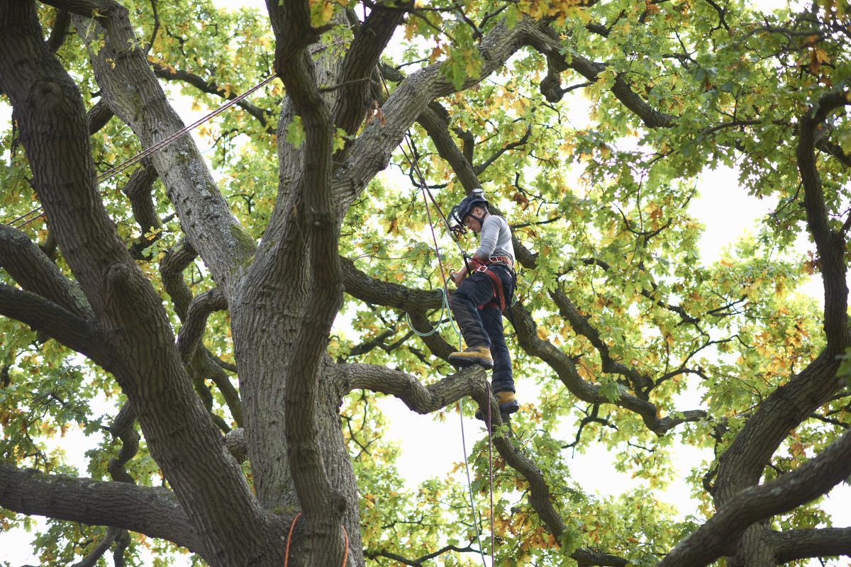 Élagage raisonné d’un arbre pour préserver sa structure naturelle