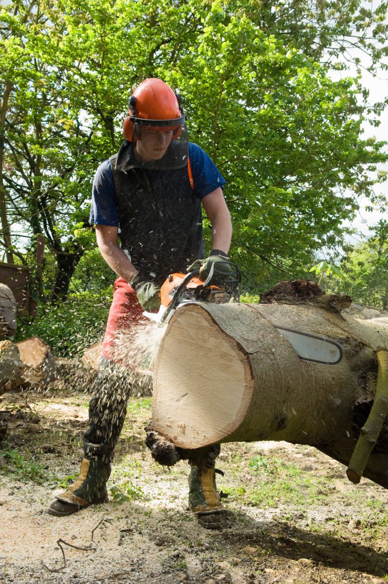Mise en sécurité d’un chantier avant abattage d’arbre