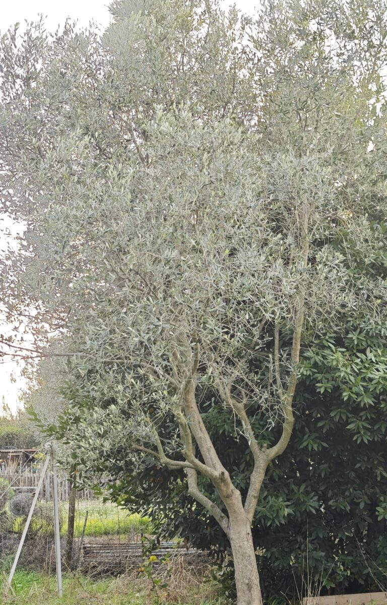 photo d'un arbre espece olivier jardin méditerranéen