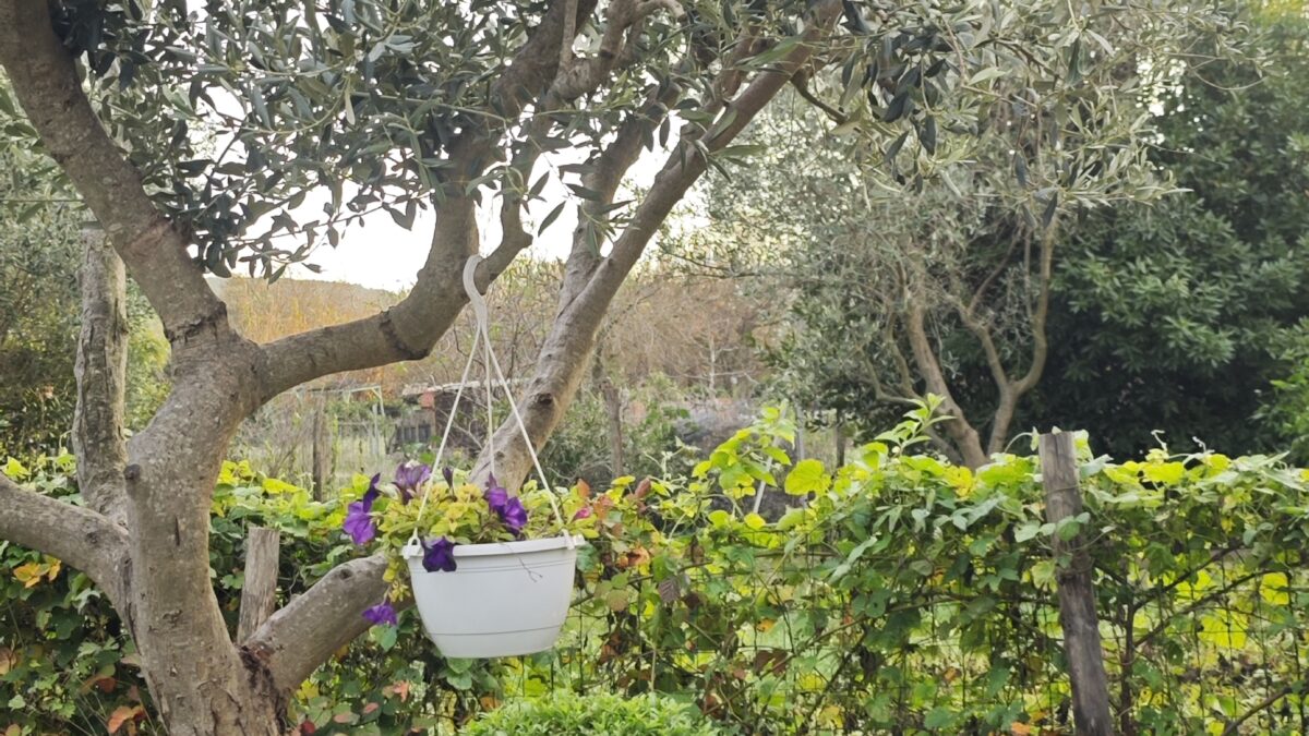 photo d'un olivier dans un jardin méditerranéen