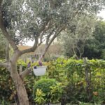 photo d'un olivier dans un jardin méditerranéen
