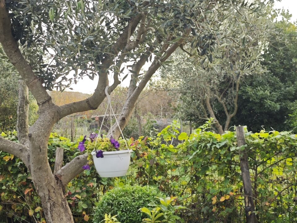 photo d'un olivier dans un jardin méditerranéen