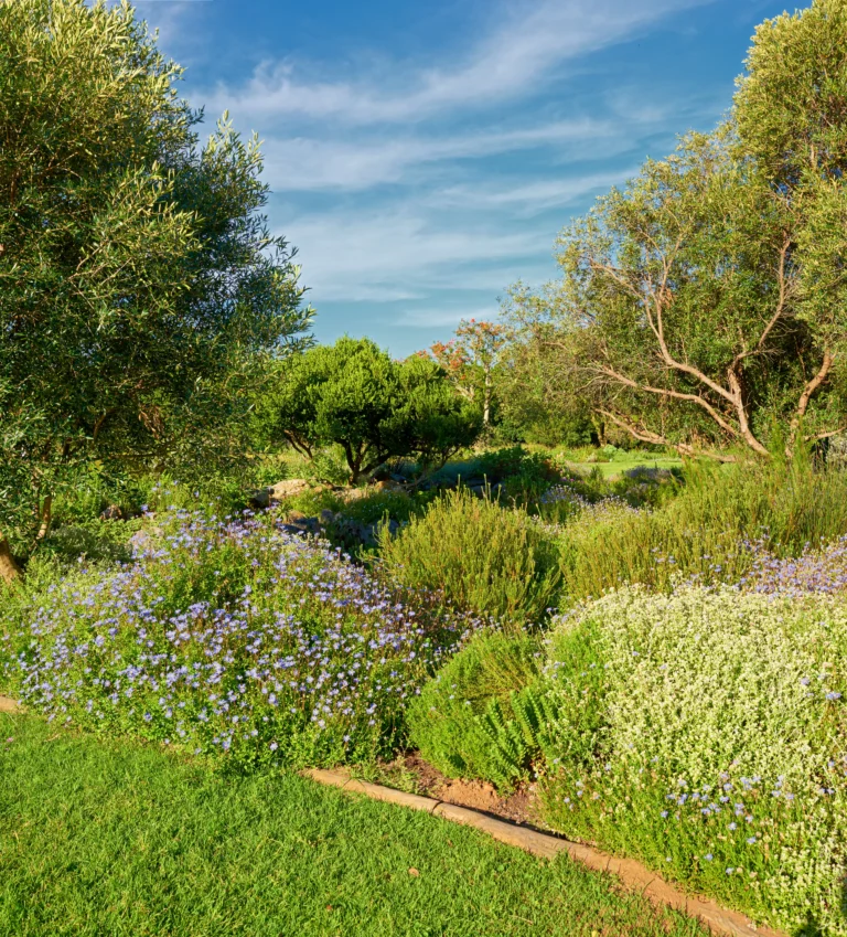 Jardin avec massifs méditteranéen printemps