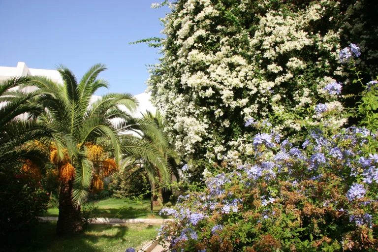 Jardin méditerranéen palmier en saison été estivale