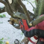 une taille douce d'un arbre avec un sécateur électrique