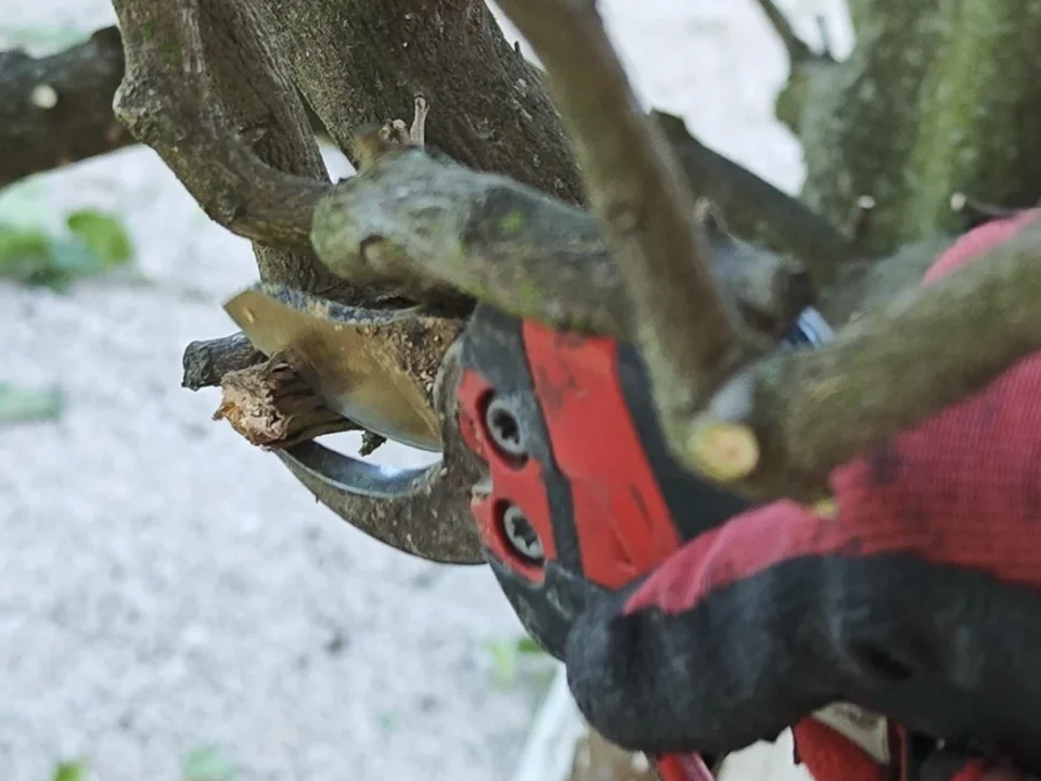 une taille douce d'un arbre avec un sécateur électrique