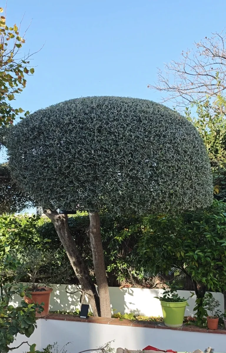 olivier en nuage en provence