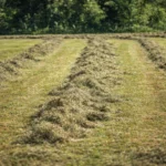 foin la crau